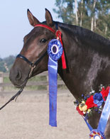 Galea MHF Andalusian Brood Mare